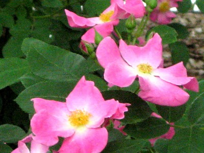 Rose - the faery flower