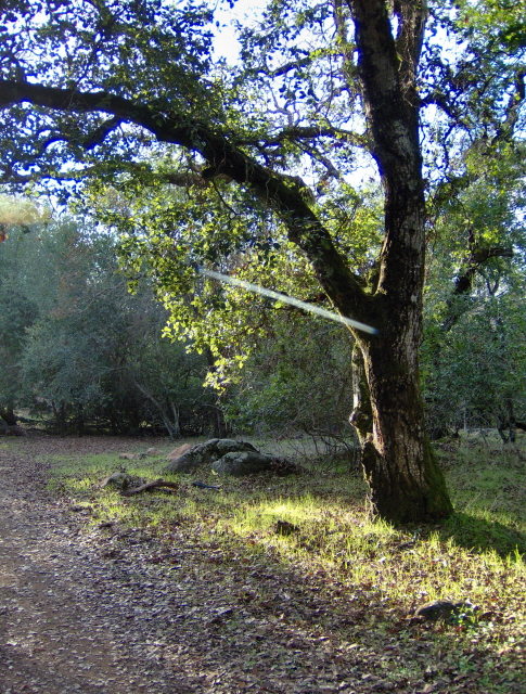 Oak Heart by Bernadette Wulf