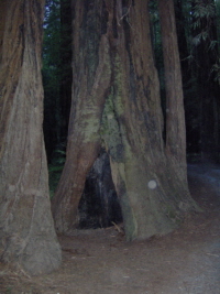 redwood fairies
