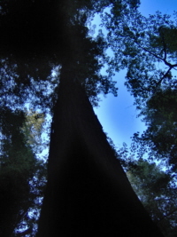 redwood aura