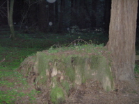 nature spirit orbs