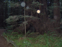 faery globes